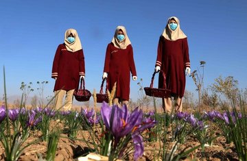 زمان تحویل قرارداد اختیار معامله زعفران نگین با سررسید ۲۱ شهریور