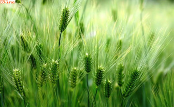 قیمت جهانی گندم افزایش یافت