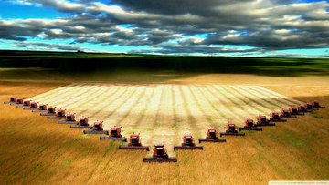 قیمت جهانی گندم کاهش یافت