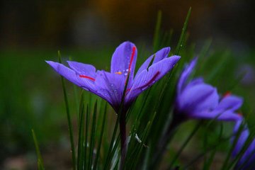 افزایش ١٥ درصدی تولید زعفران در سالجاری