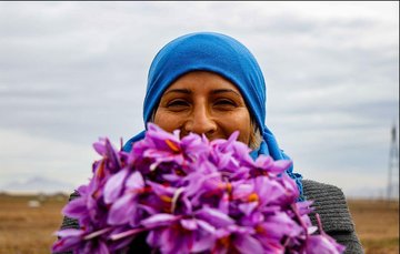 لبخند زعفرانی کشاورزان در فصل برداشت/ 
وام ۵۰۰ میلیون ریالی بدون ضامن 