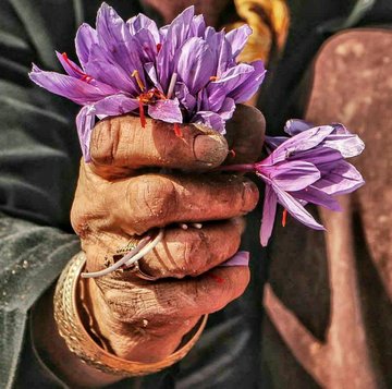 یکشنبه زعفرانی بورس کالا