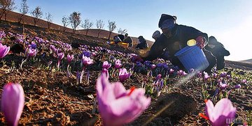 نگاهی به روش کشت و بازار زعفران