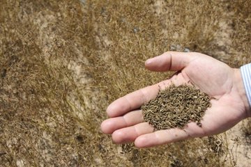 فواید عرضه زیره سبز در بورس کالا برای کشاورزان