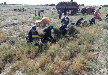 یک انبار جدید در خراسان رضوی آماده پذیرش زیره سبز شد