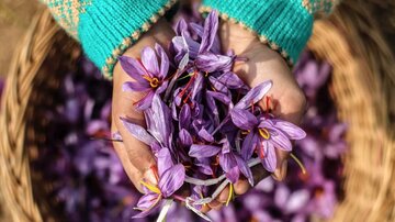 فرآیند تحویل قراردادهای آتی زعفران رشته ای سررسید مهر ۹۸