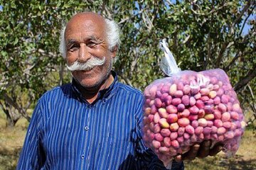 پسته‌کاران از مزایای بورس کالا بهره مند شوند