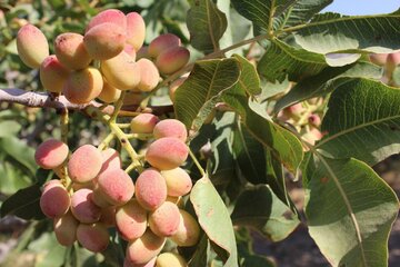 خیال راحت صادرکنندگان پسته با ورود به معاملات گواهی سپرده