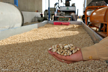 نماد معاملاتی دومین انبار پسته در بورس کالا بازگشایی می شود