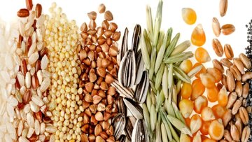 افت تولید غلات دنیا برای نخستین بار طی ۴ سال گذشته