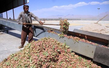 پسته کاران در بورس یک روزه به پولشان می رسند