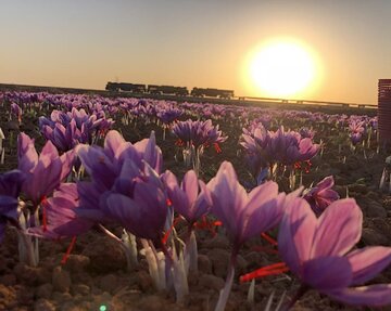 روز زعفرانی بورس کالا