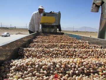 ۱۰۷ هزار تن پسته در مه ولات برداشت شد