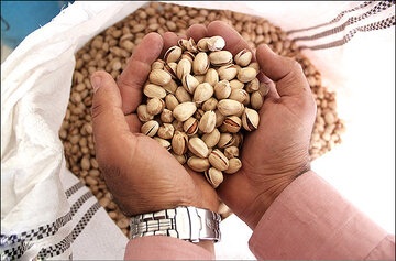 زمان و فرآیند تحویل قرارداد آتی پسته اعلام شد