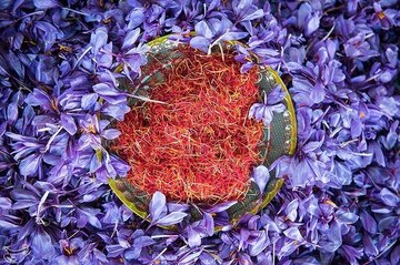 معادل ۱.۱ تن زعفران نگین در بازار آتی بورس کالا داد و ستد شد