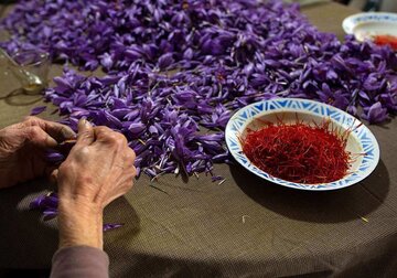 زعفران نگین را برای تحویل اردیبهشت ۹۹ معامله کنید