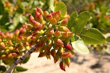 لزوم آشنایی بیشتر پسته کاران سمنان با مزایای بورس کالا