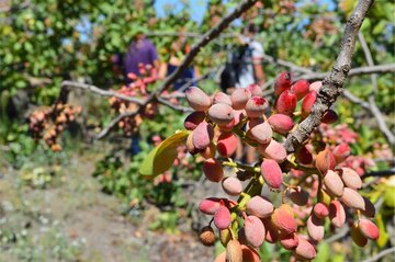 ارتقای استانداردهای پسته ترکیه از دریچه بورس کالا