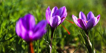 فرآیند تحویل قرارداد آتی زعفران نگین سررسید شهریور ۹۹