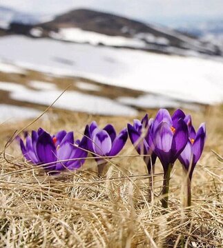 کوتاه شدن دست واسطه های زعفران