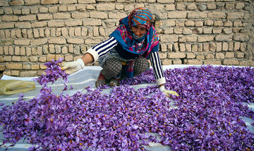 انبارهای بورسی آماده پذیرش زعفران تولید سال ۹۹