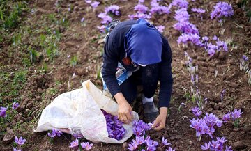 گشایش نماد گواهی سپرده زعفران نگین در یک انبار جدید