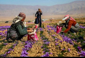 آغاز خرید حمایتی زعفران به کمک سازوکار بورس کالا