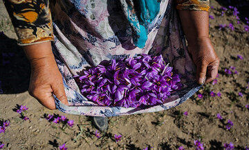 فرآیند تحویل قراردادهای آتی زعفران رشته ای سررسید تیر ۹۹