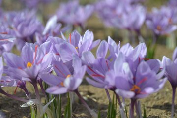 بورس کالای ایران چگونه مرجع قیمت زعفران دنیا می شود؟