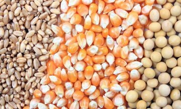 گندم، ذرت و سویا روی ریل افزایش قیمت