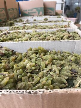 اولین انبار پذیرش شده کشمش در بورس کالا