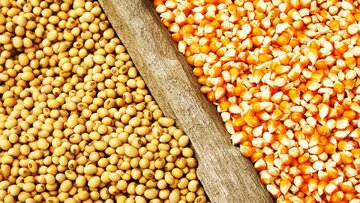 تصمیم برزیل برای لغو عوارض واردات دانه های ذرت و سویا