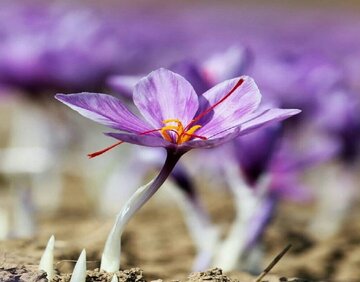 کشت زعفران در سایه اجرای بسته‌های حمایتی توسعه می‌یابد