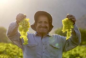 برای پاس شدن چک تاجران دست به دعا می شویم/
کشمش در بورس، امید در دل باغداران