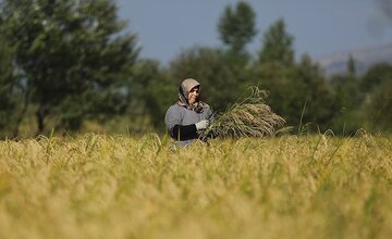 حمایت از شالیکاران مازندران با ورود برنج به بورس کالا