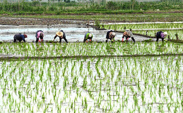 معاملات برنج امسال در بورس کالا قد می کشد/
گواهی سپرده برنج می تواند به گزینه اول برنجکاران تبدیل شود  