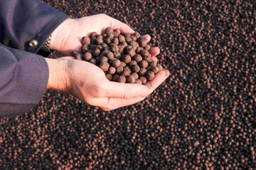 نخستین عرضه گندله بوتیا در بورس کالا