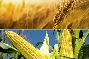 قیمت گندم و ذرت در بالاترین سطح ۹ سال اخیر