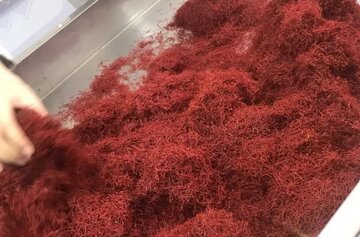 راه اندازی اختیار آتی زعفران نگین سررسید تیر ۱۴۰۲ از فردا