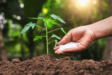 برنامه روسیه برای ممنوعیت صادرات کودهای فسفات و نیتروژن