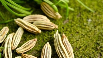 گشایش انبار و نماد معاملاتی زیره سبز/ ۴ انبار آماده پذیرش محصول برداشت امسال شد