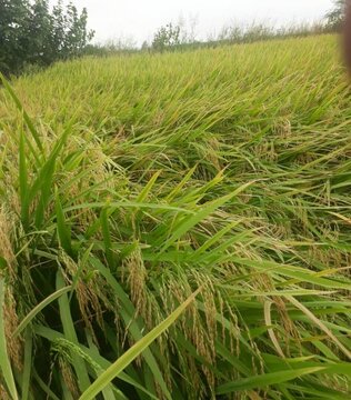 کشف نرخ منصفانه در تالار شیشه ای