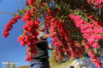 اتفاقات مثبت در بازار زرشک با عرضه در بورس کالا