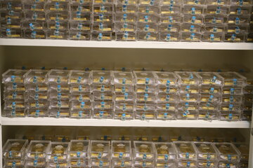 وقتی همه می‌توانند شمش طلا بخرند