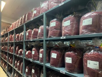 عرضه ۷۰۰ کیلوگرم طلای سرخ در بورس کالا