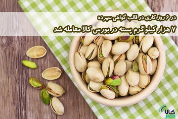 ۷ هزار کیلوگرم پسته در بورس کالا معامله شد/ امکان فروش مستقیم پسته‌کاران فراهم شد