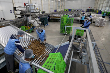 تامین مالی موفق ۳۰۰ میلیارد تومانی در حوزه کشاورزی