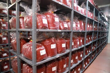 بازدید مدیرعامل بورس کالای ایران از انبارهای بورسی زعفران